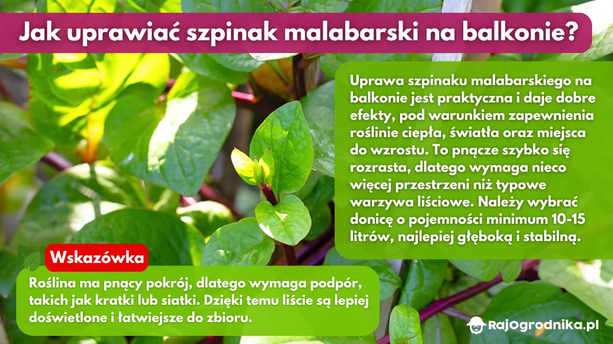 Jak-uprawiać-szpinak-malabarski-na-balkonie-blog-sklep-rajogrodnika